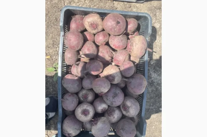 Продажа Буряк сортов ВоданF1, ПаблоF1, БоханF1- фото № 2