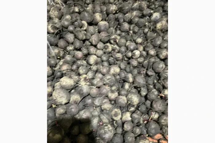 Продажа Буряк сортов ВоданF1, ПаблоF1, БоханF1- фото № 3