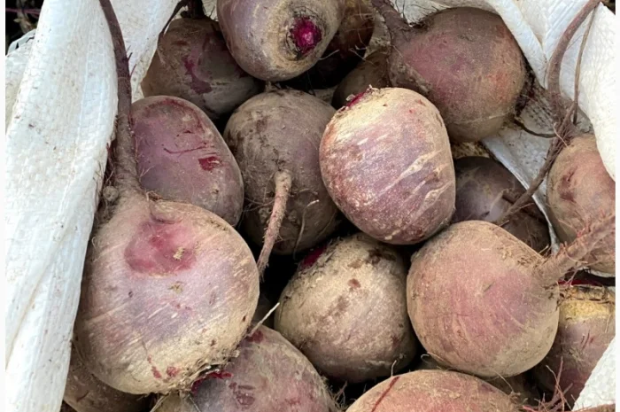 Продажа буряка сорту Зепо- фото № 1