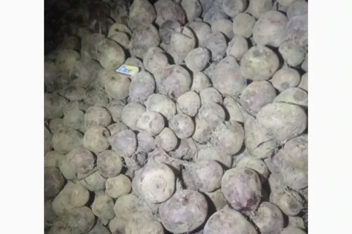 Купити буряк столовий- фото № 1