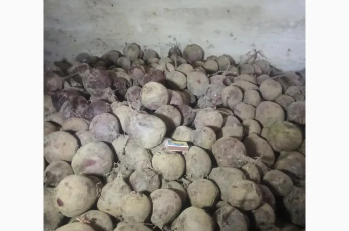 Купити буряк столовий- фото № 2