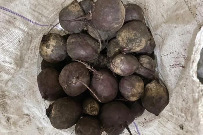 Буряк водан на продаж- фото № 1