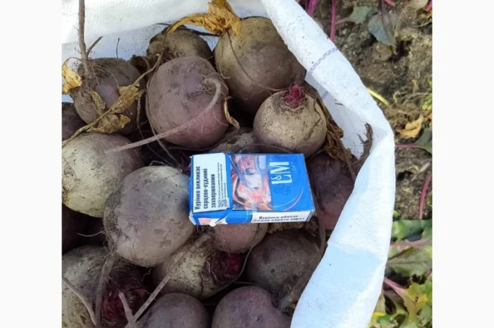Продаж свекли сорту Кестрел- фото № 1
