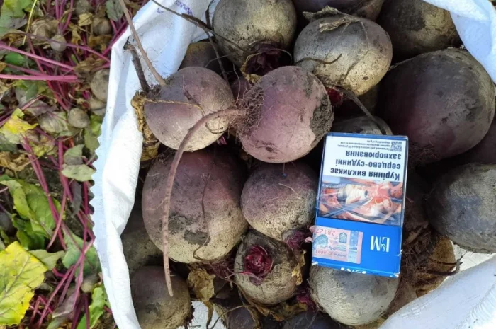 Продаж свекли сорту Кестрел- фото № 2