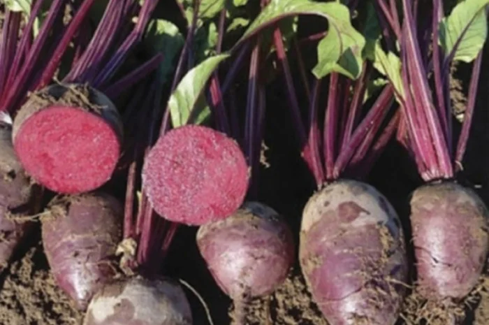 Продаж столового БУРЯКА сортів MONTI, RODITI, ZEPPO- фото № 1