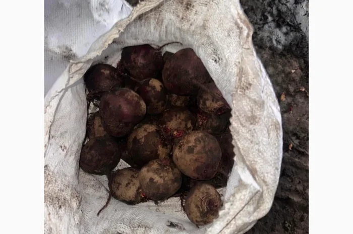 Продаю буряк сорта Камаро- фото № 3