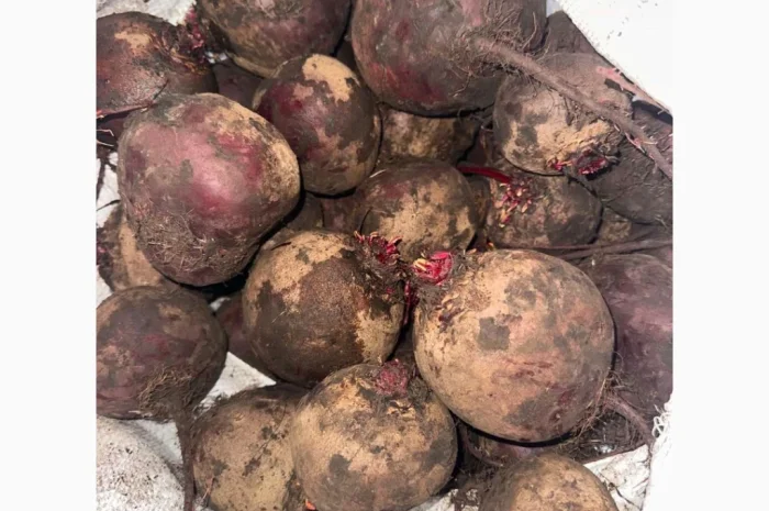 Продаю буряк сорта Камаро- фото № 6