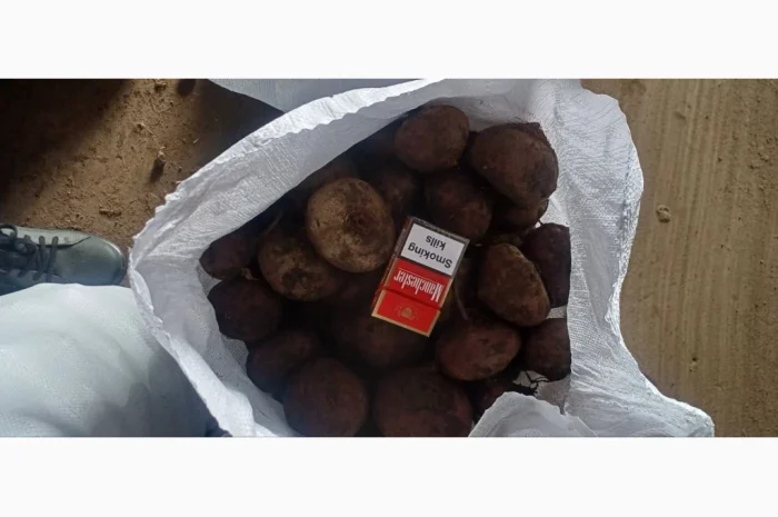 Продаж буряка сорту Пабло- фото № 1