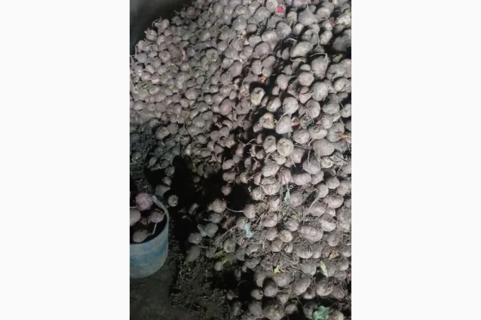 Продаж буряка сорту Пабло- фото № 2