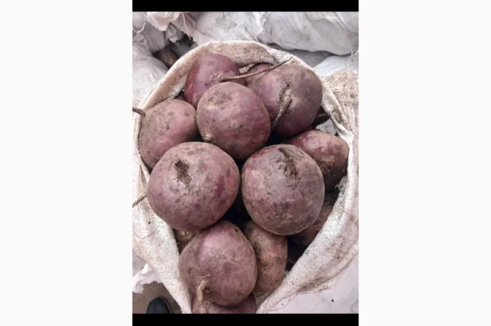 Продаю товарний буряк високої якості- фото № 1