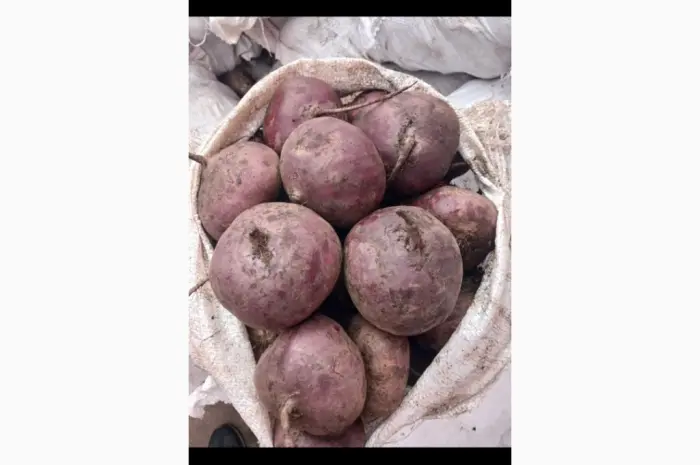 Продам товарний буряк- фото № 1
