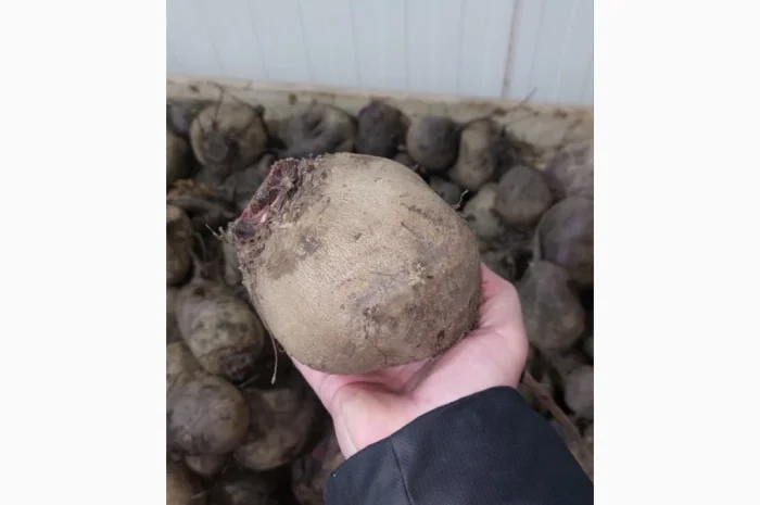 Закупка буряка столового оптом в Хмельницком- фото № 1