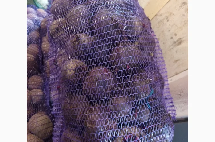 Продаю буряк зеппо водан- фото № 1