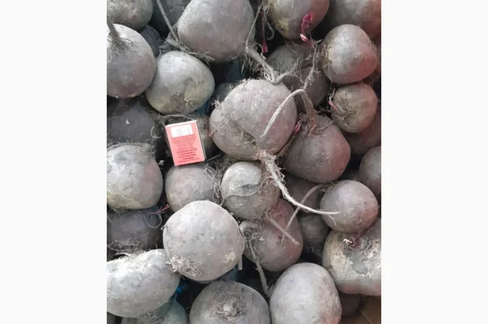 Продаю буряк зеппо водан- фото № 2