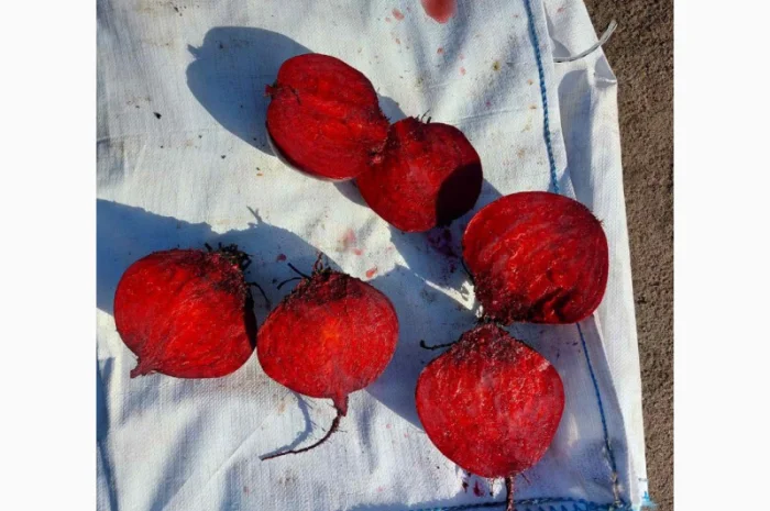 Продаю буряк и другие овощи- фото № 1