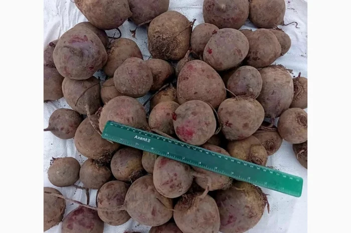 Якісний буряк Калибр 6-10 на продаж- фото № 1
