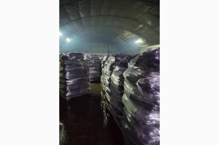 Продаж буряка столового від виробника- фото № 1