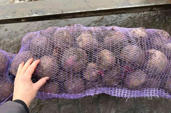 Продаж буряка столового від виробника- фото № 2