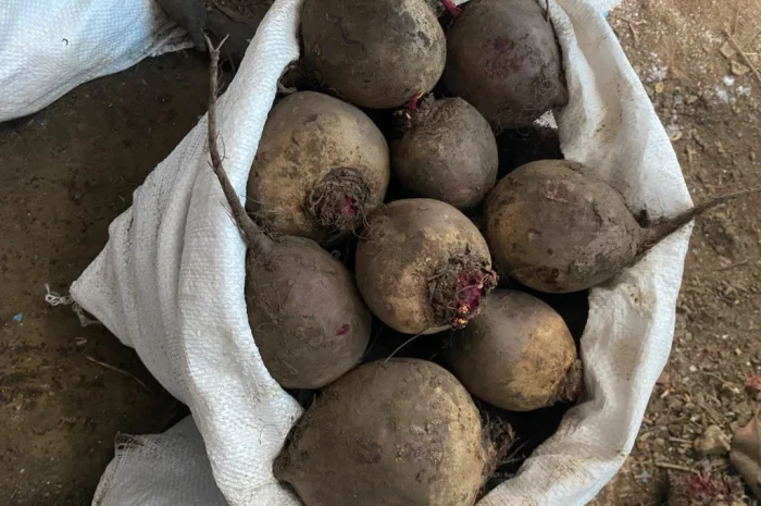 Продаж буряка круглого та довгого- фото № 1