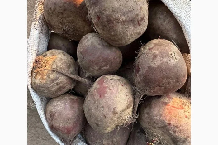 Продаю столовий буряк сорт Зепо- фото № 1