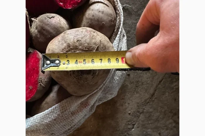 Продаю столовий буряк сорт Зепо- фото № 2