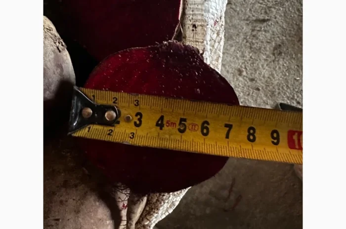 Продаю столовий буряк сорт Зепо- фото № 4