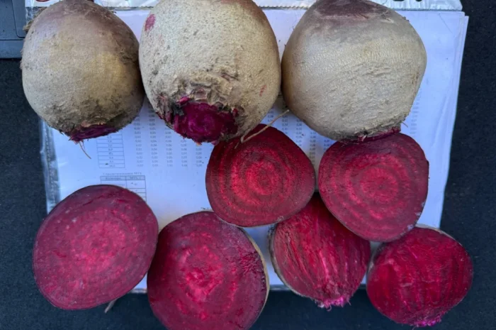 Продаж столового буряка від фермерського господарства- фото № 1