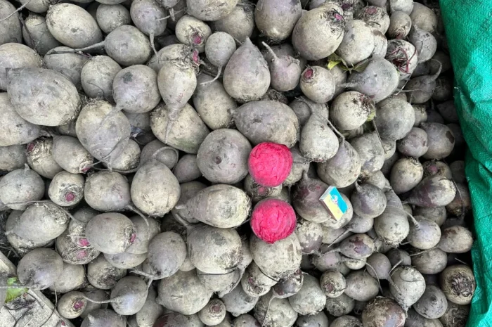 Столовий буряк високої якості- фото № 1