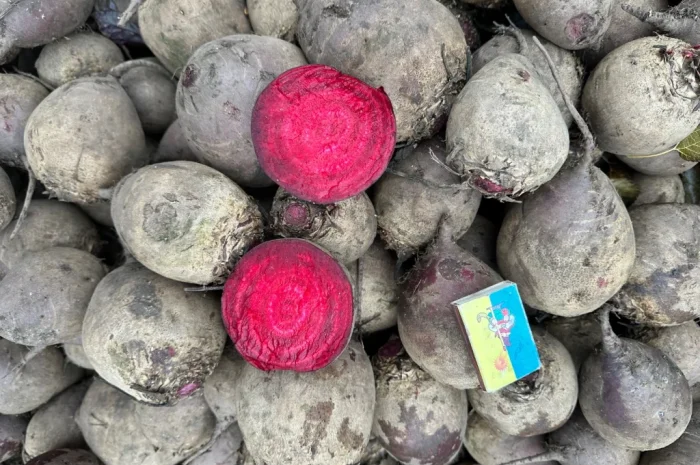 Столовий буряк високої якості- фото № 2