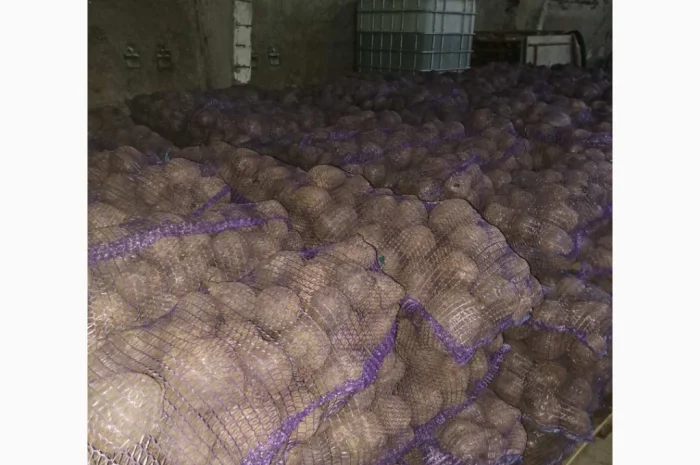 Продажа Буряка столового оптом- фото № 1