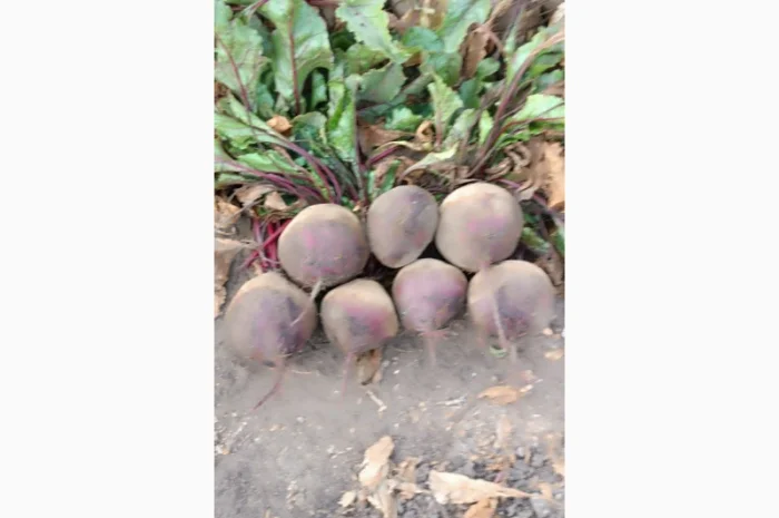 Продаю буряк солодкий гарної якості- фото № 1