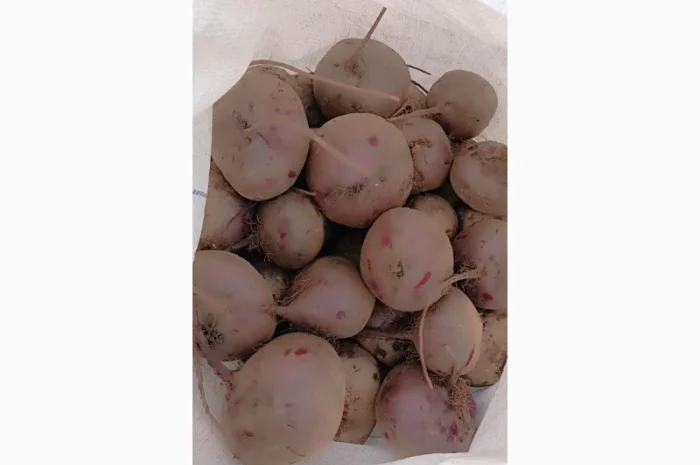 Продаю буряк солодкий гарної якості- фото № 2