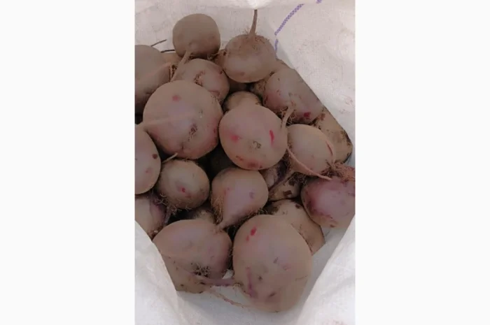 Продаю буряк солодкий гарної якості- фото № 3