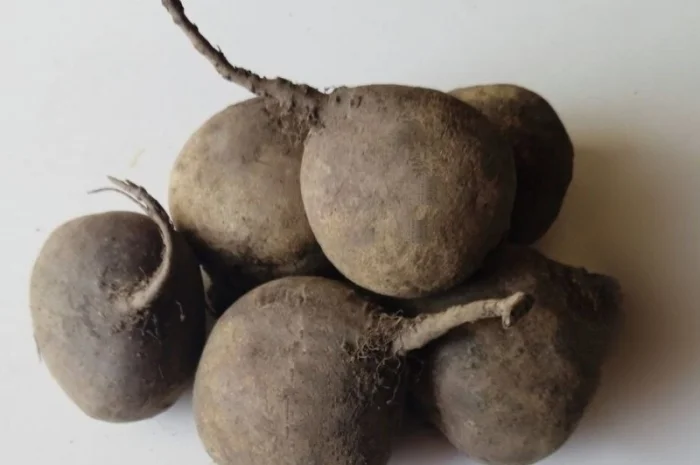 Продаж буряків 2 сорт оптом- фото № 1