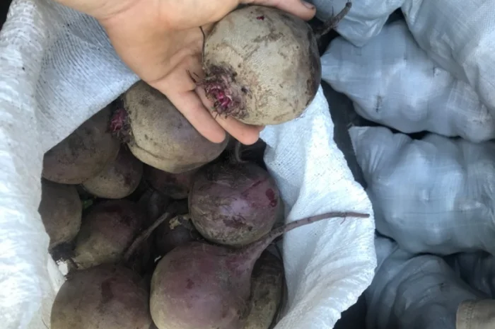 Буряк калібр 6-9 на продаж- фото № 2