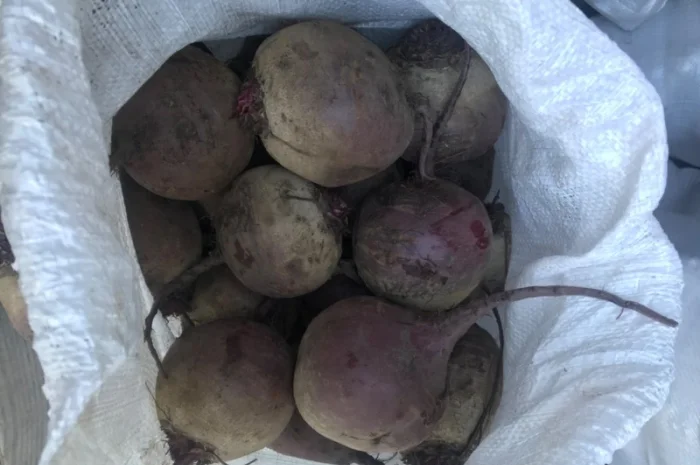 Буряк калібр 6-9 на продаж- фото № 3