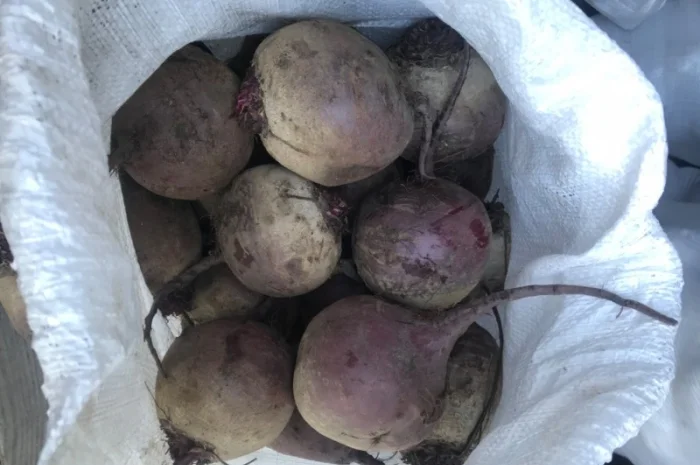 Буряк калібр 6-9 на продаж- фото № 4