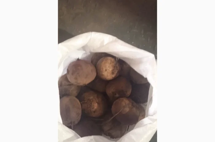 Продажа буряка вищої категорії- фото № 1