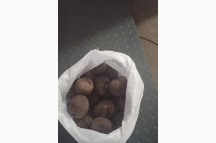 Продажа буряка вищої категорії- фото № 2