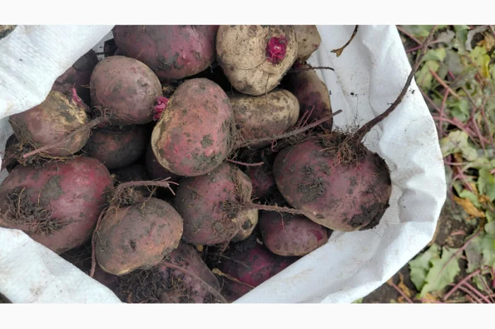 Продаж солодкого буряка Зепо- фото № 1
