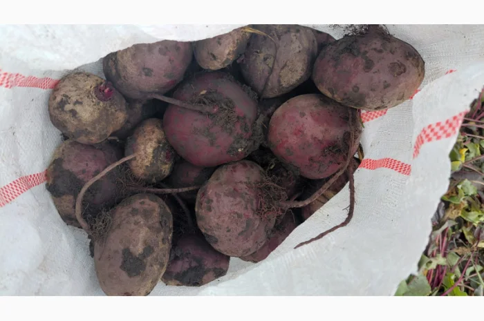 Продаж солодкого буряка Зепо- фото № 2