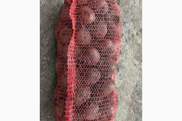 Якісний буряк на продаж- фото № 1