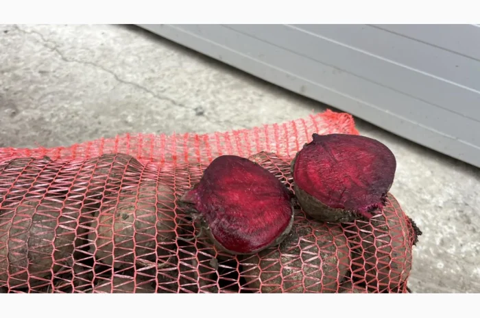 Якісний буряк на продаж- фото № 2