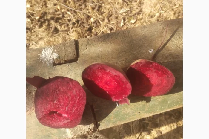 Буряк сорт водан 2 сорт на продажу- фото № 1