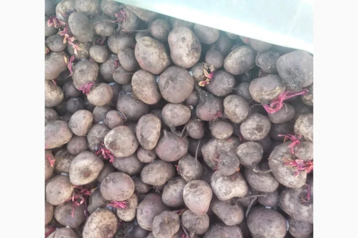 Буряк сорт водан 2 сорт на продажу- фото № 2