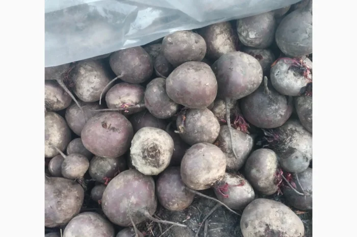 Буряк сорт водан 2 сорт на продажу- фото № 3