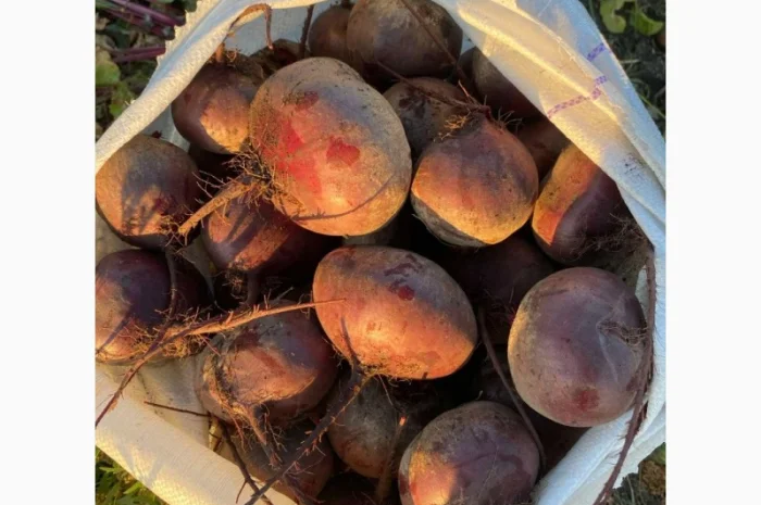 Продається буряк сорту Водан- фото № 1