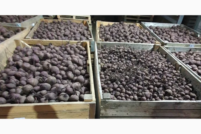 Продаж буряка оптом- фото № 1