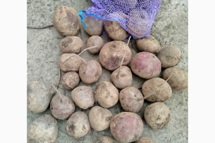 Продажа свеклы н/с и мелкой- фото № 1