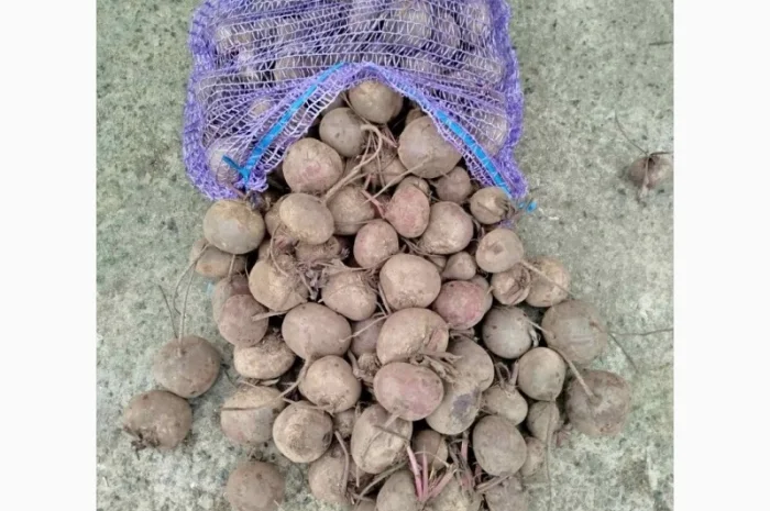 Продажа свеклы н/с и мелкой- фото № 2